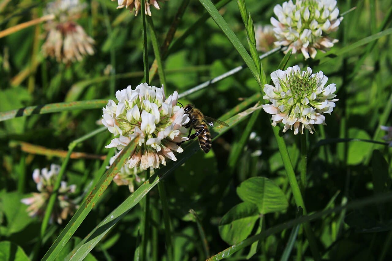 A bee feeding on a white clover flower