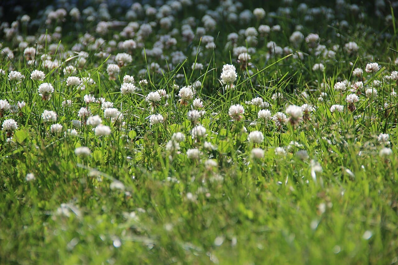A backyard lawn full of flowering white clover