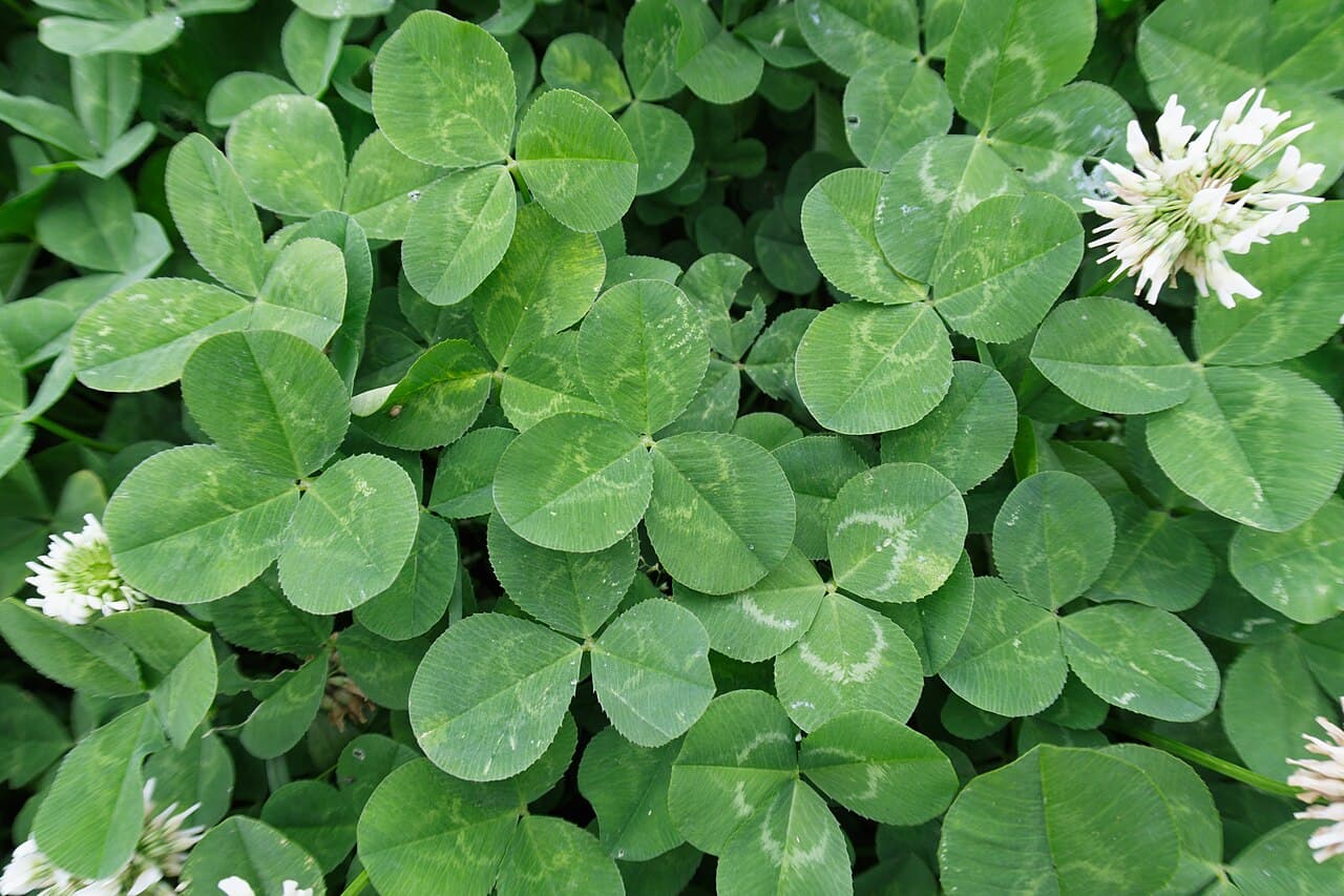 Macro of a white clover trifoliate leaf showing three leaflets and the pale crescent watermark