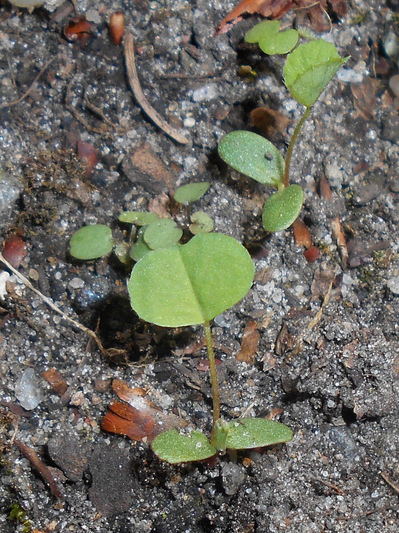 Fresh spring growth of a young white clover plant with creeping stems