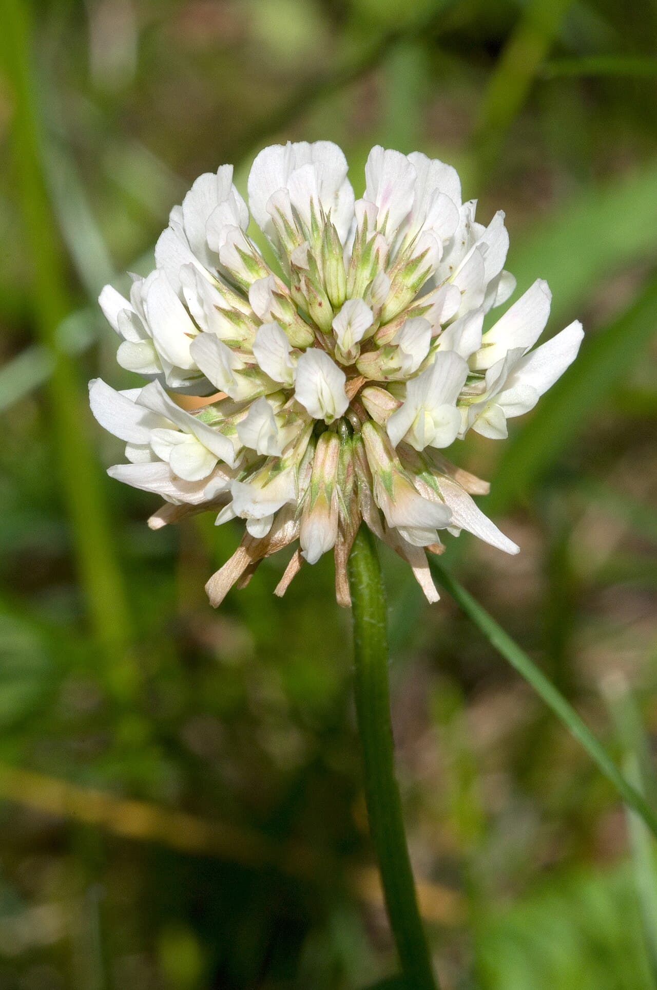 Close-up of a single white clover (Trifolium repens) flower head