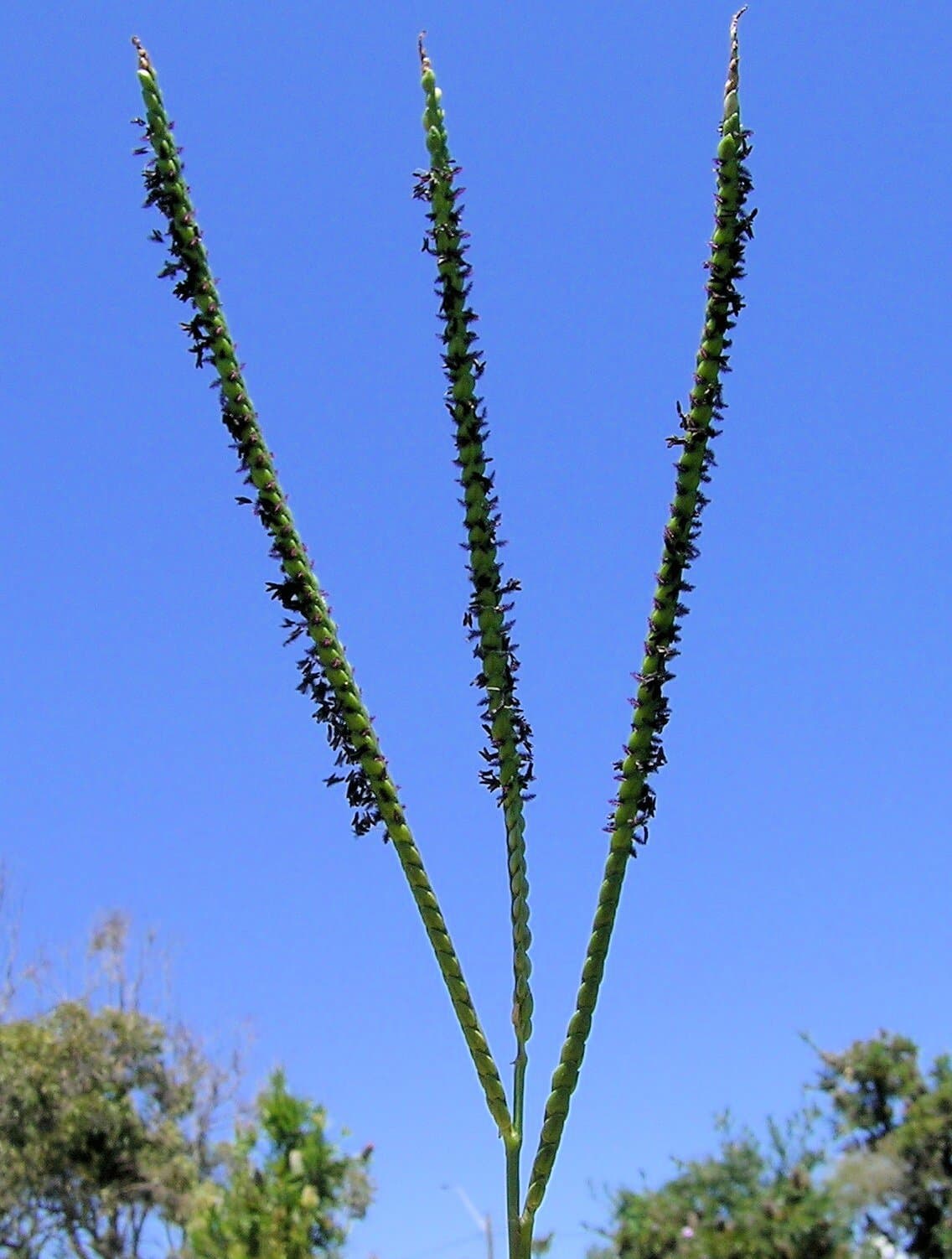 Bahia Grass grass