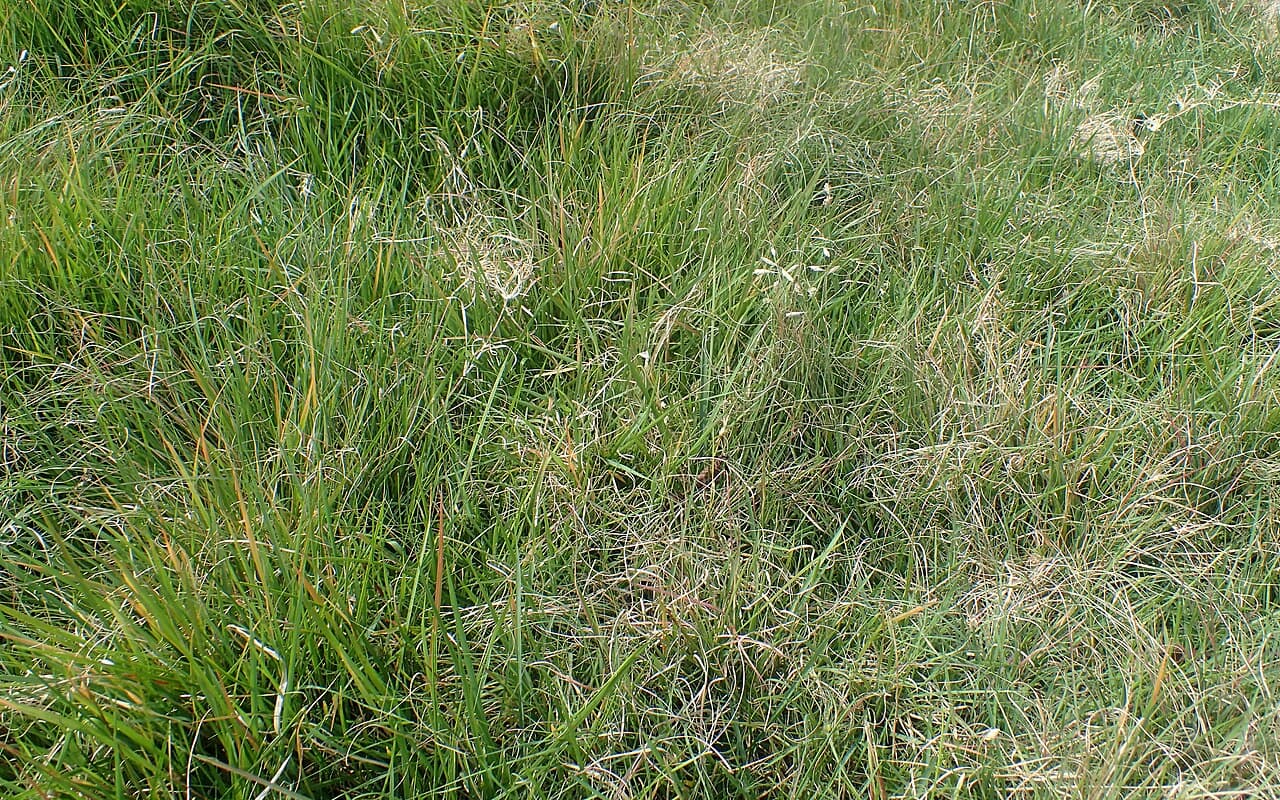 Buffalo Grass grass