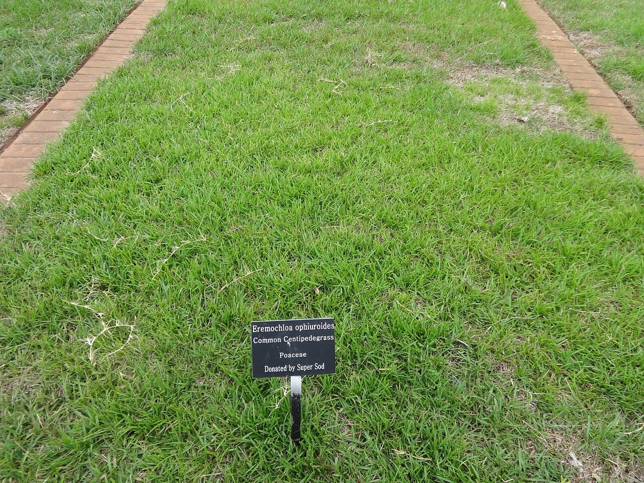 Centipede Grass grass