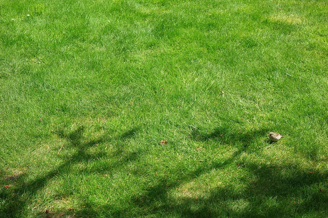 Fine Fescue grass