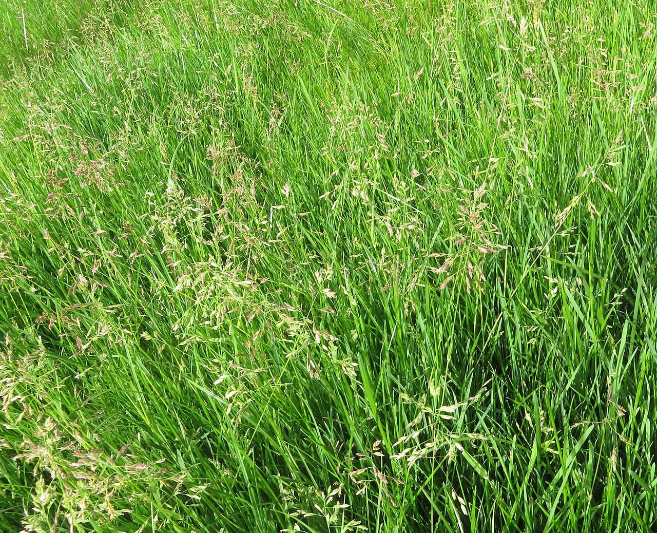 Kentucky Bluegrass grass