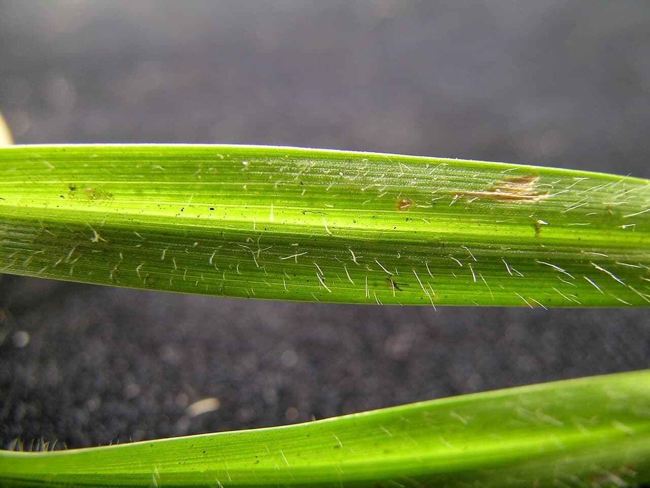 Kikuyu grass