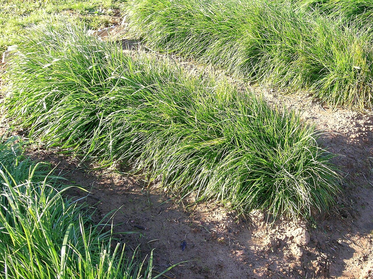 Perennial Ryegrass grass