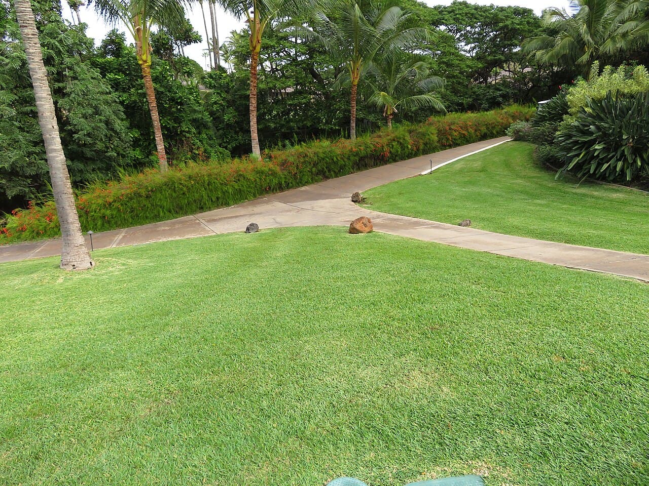 St. Augustine grass