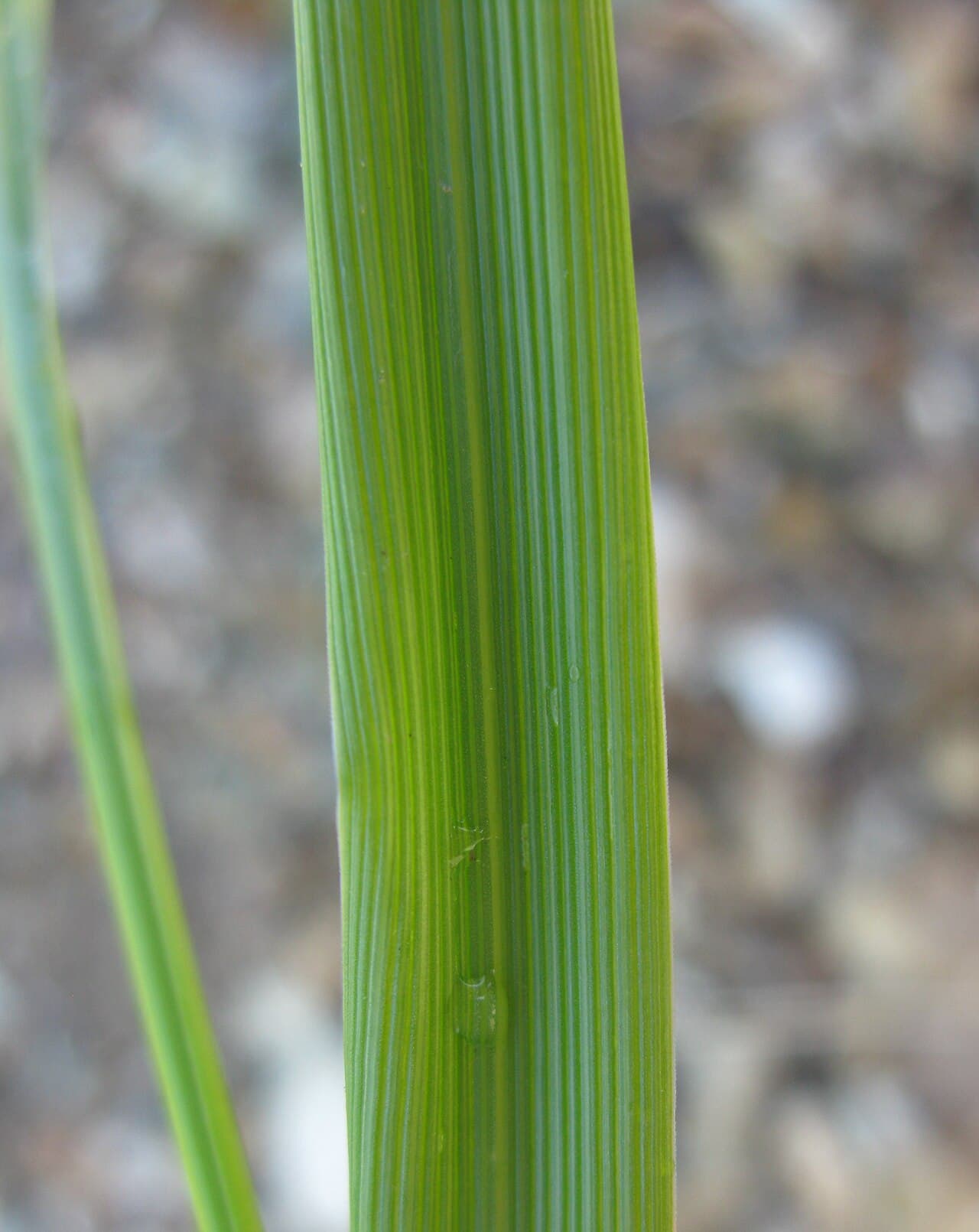 Tall Fescue grass