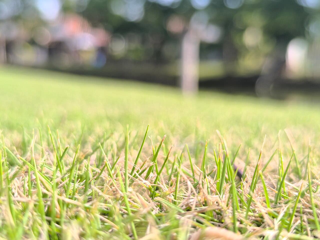 Zoysia grass