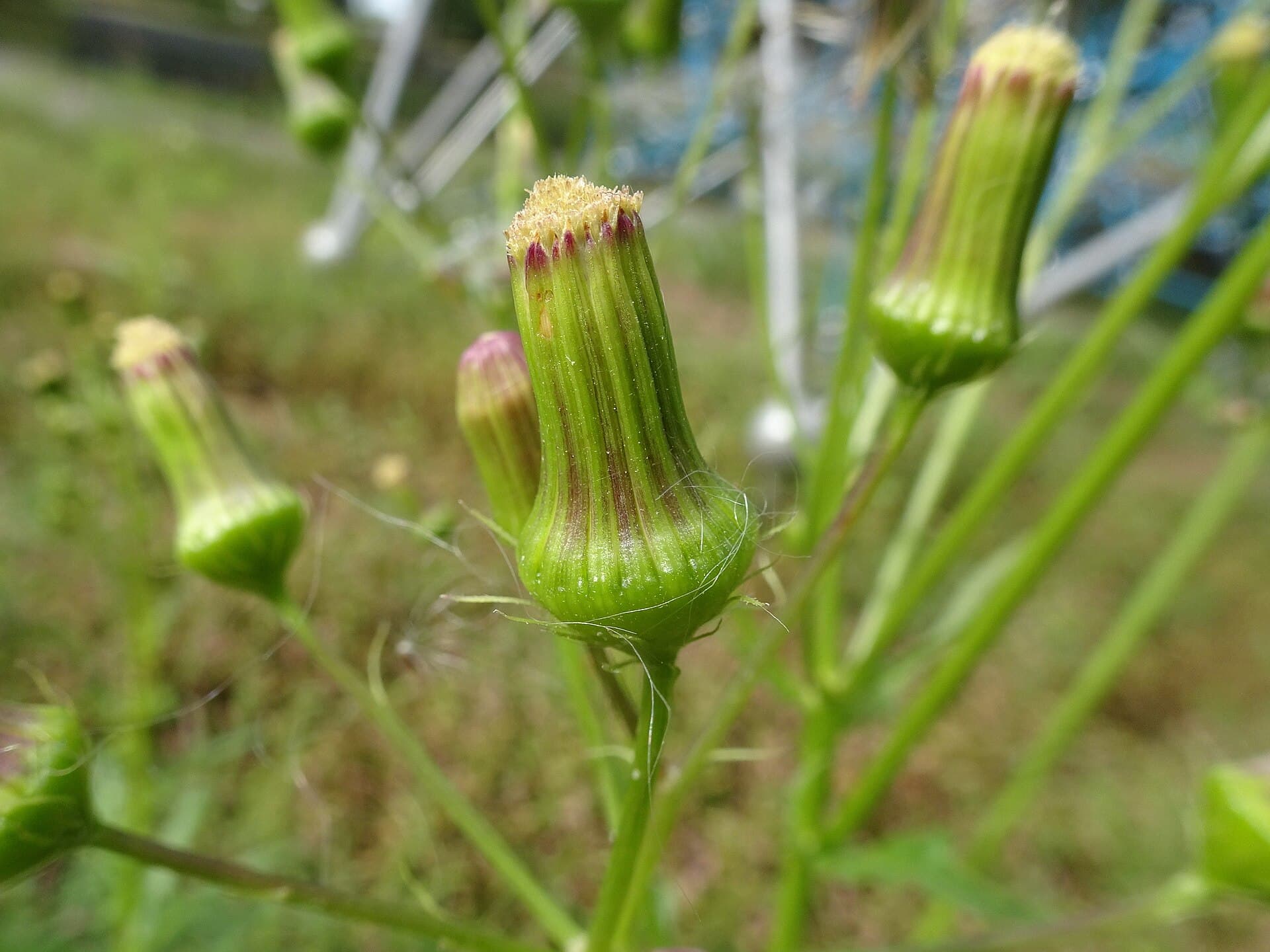 American Burnweed (Fireweed) (Erechtites hieraciifolius)