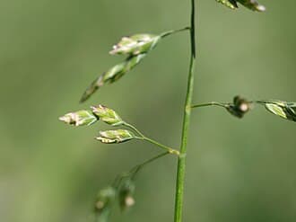 Annual Bluegrass (Poa annua)