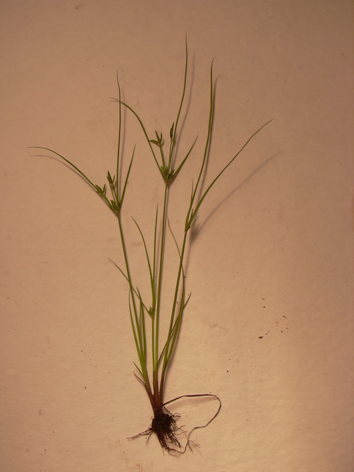 Annual Sedge