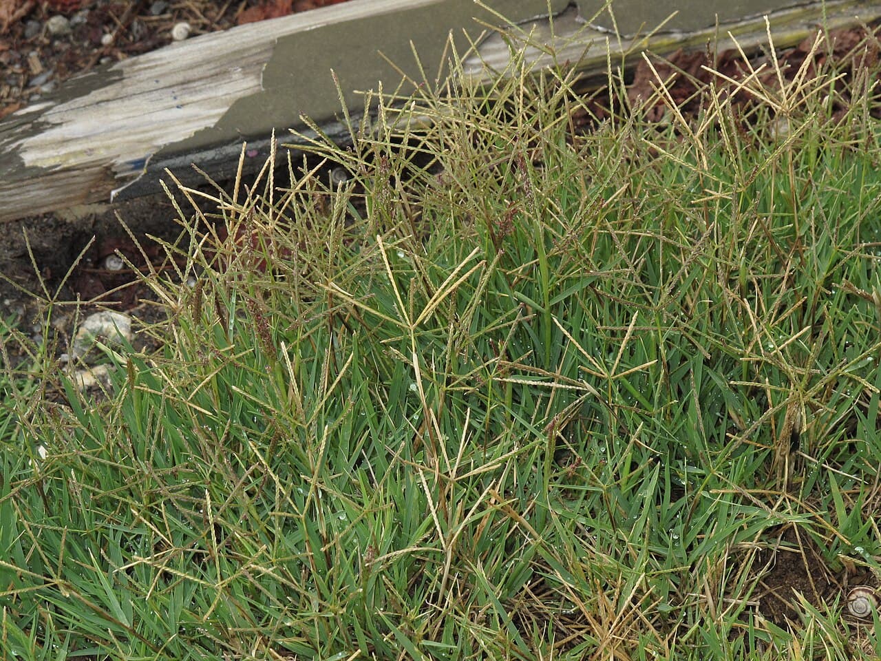 Bermudagrass (in Cool-Season Lawns) (Cynodon dactylon)