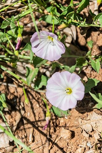 Bindweed (Morning Glory) (Convolvulus arvensis)