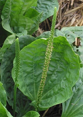 Broadleaf Plantain (Plantago major)
