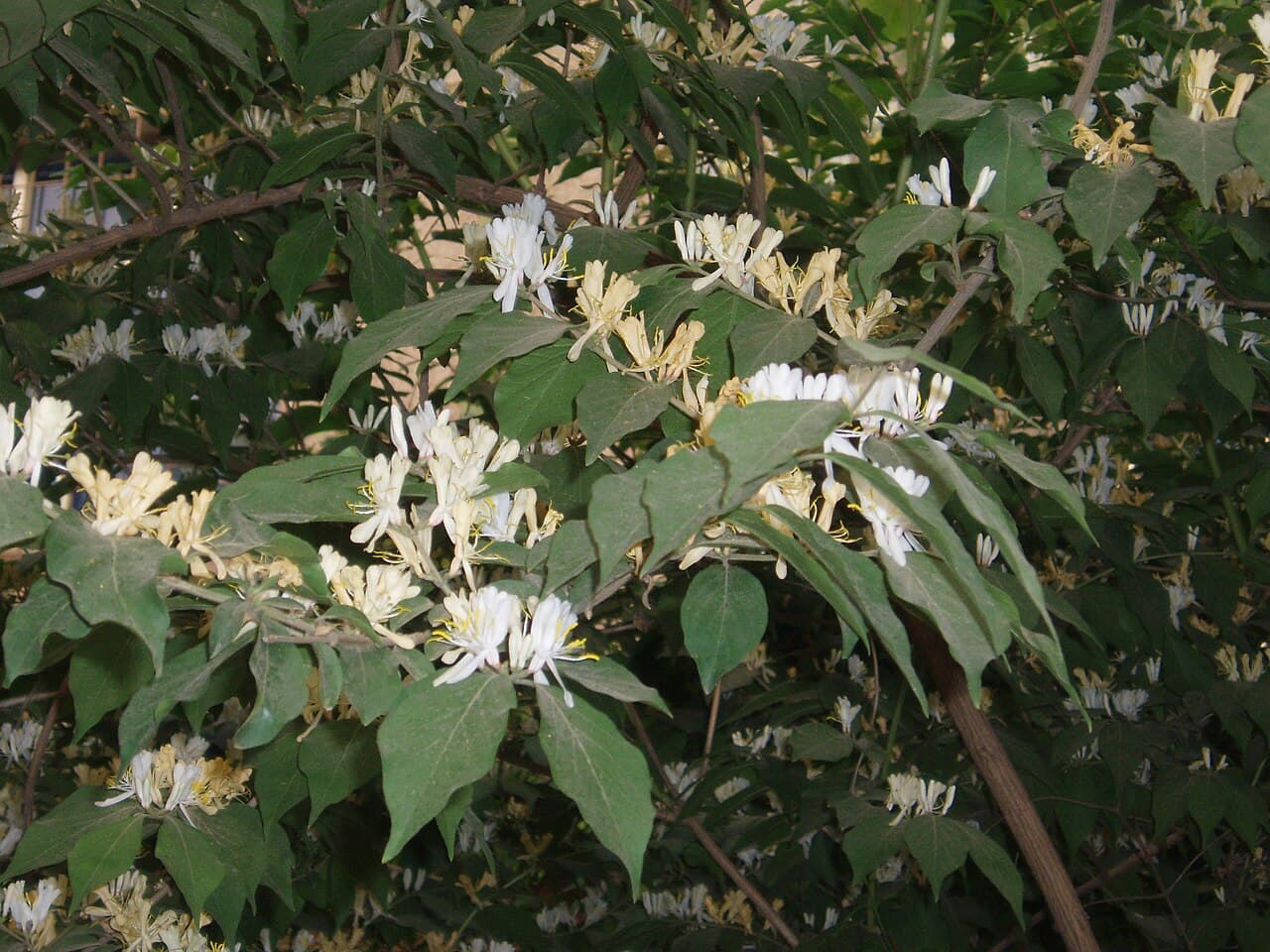 Bush Honeysuckle