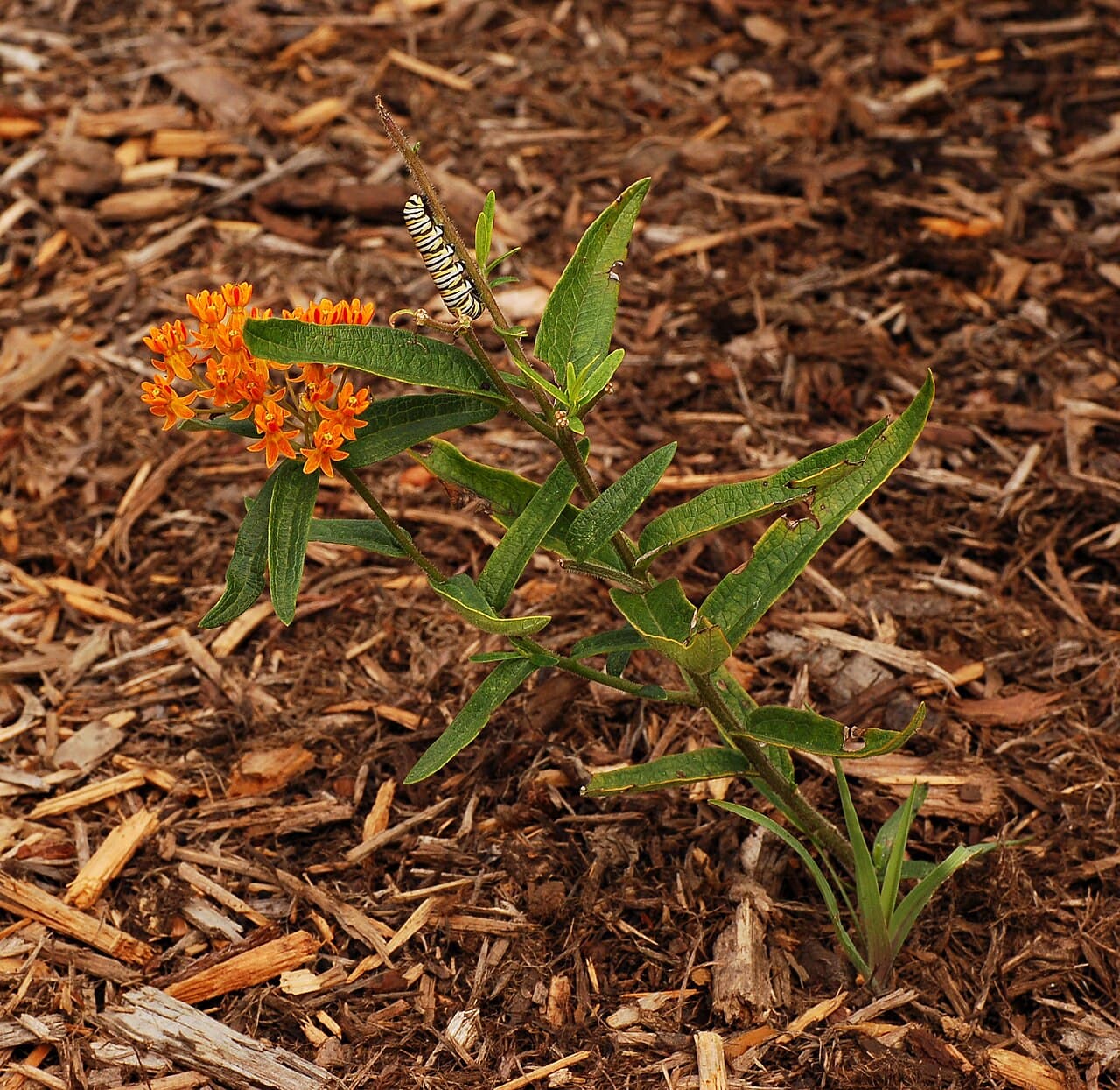 Butterfly Weed (Asclepias tuberosa)