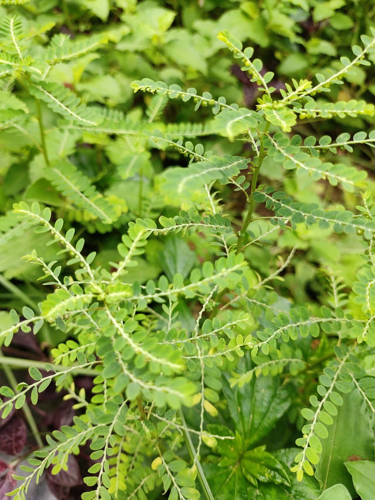 Chamberbitter (Phyllanthus urinaria)