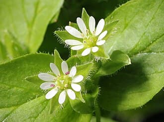 Chickweed (Common and Mouse-ear)