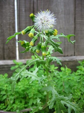 Common Groundsel (Senecio vulgaris)