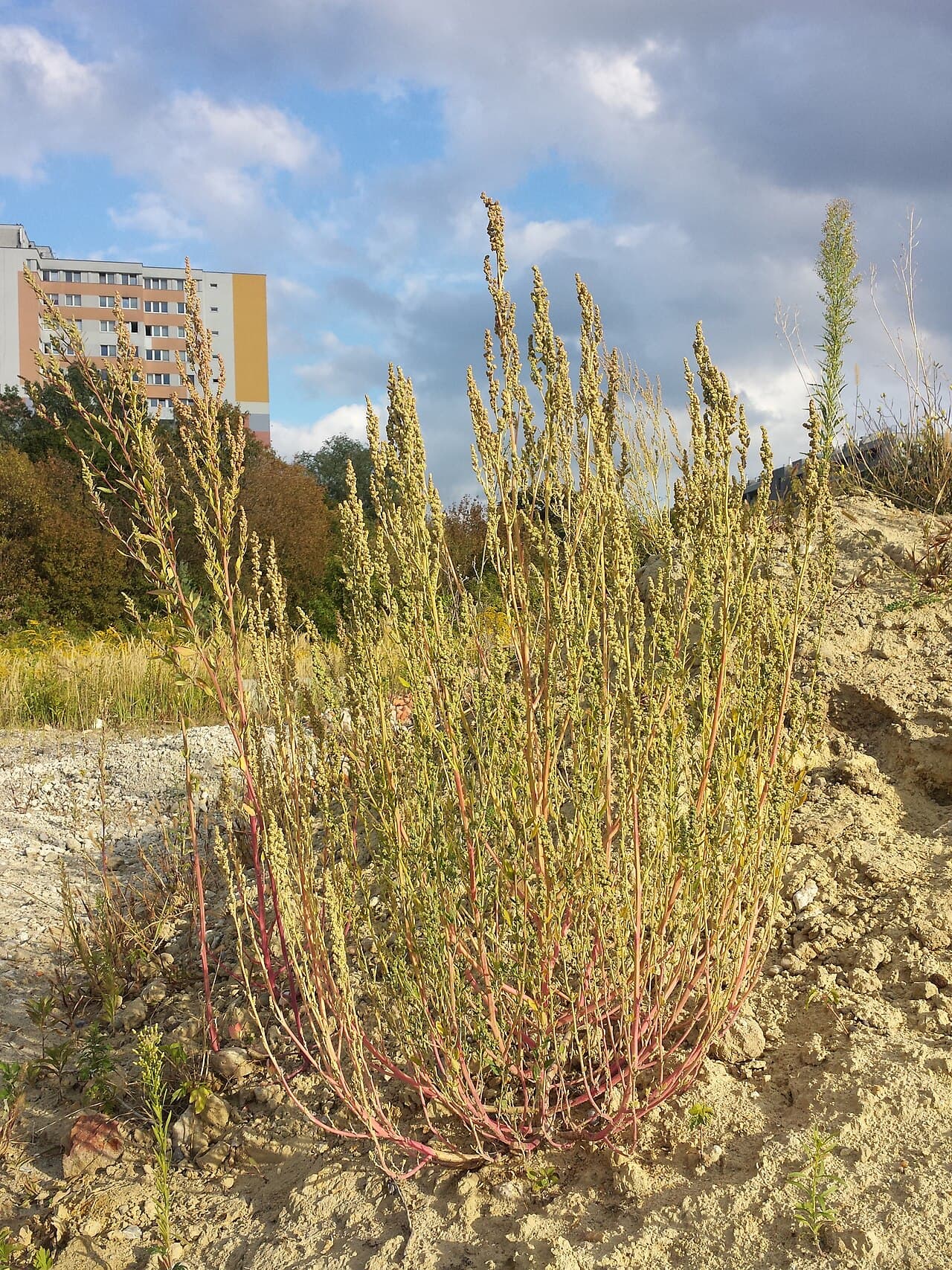 Common Lambsquarters (Chenopodium album)