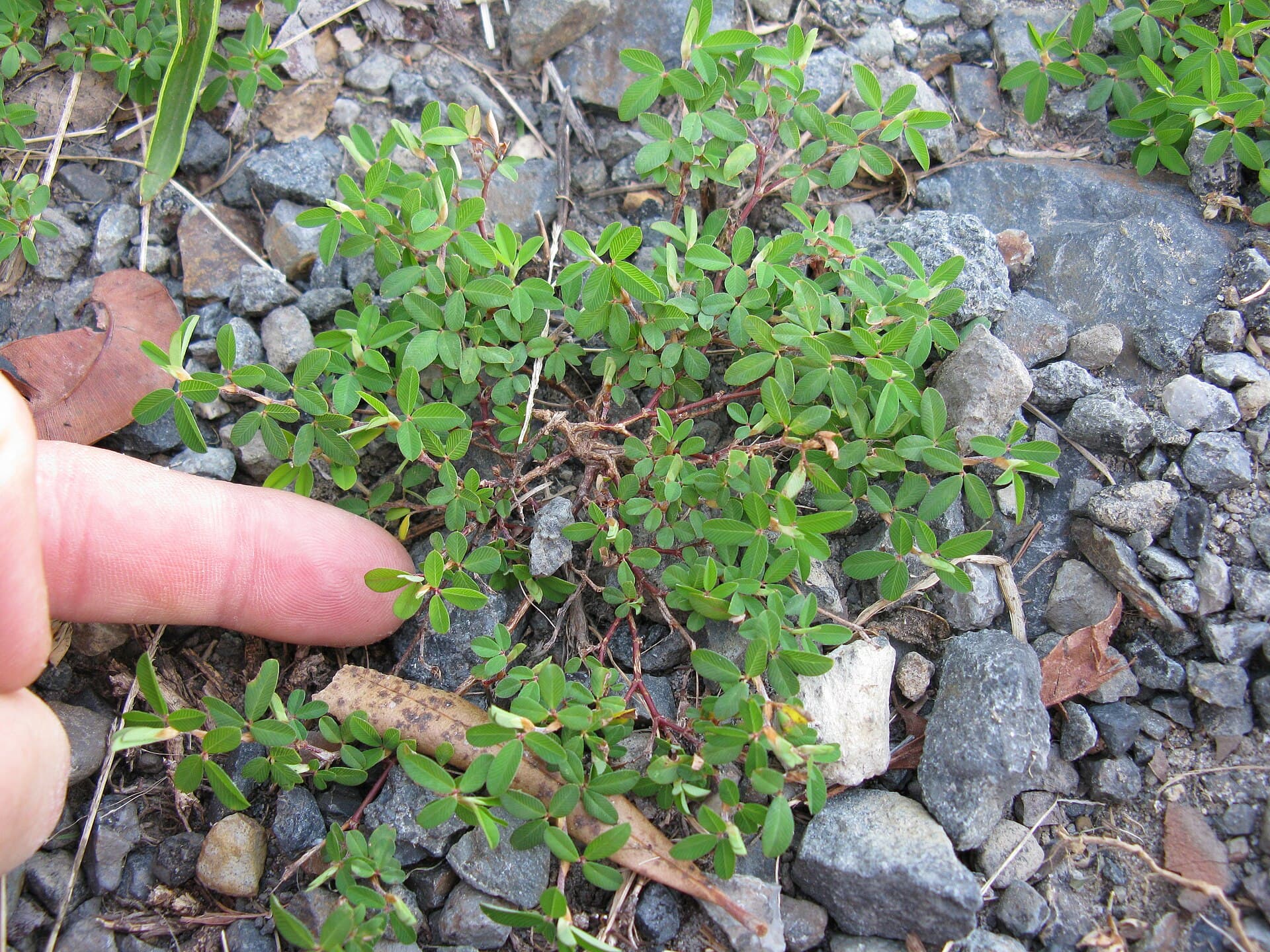 Common Lespedeza (Japanese Clover) (Kummerowia striata (syn. Lespedeza striata))