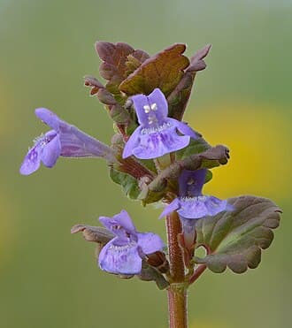 Creeping Charlie (Ground Ivy)