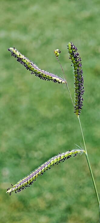 Dallisgrass