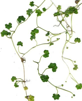 Dollarweed (Pennywort) (Hydrocotyle spp.)