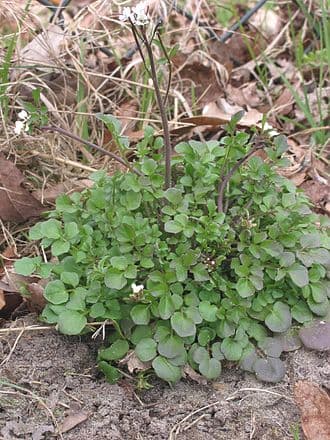 Hairy Bittercress (Cardamine hirsuta)