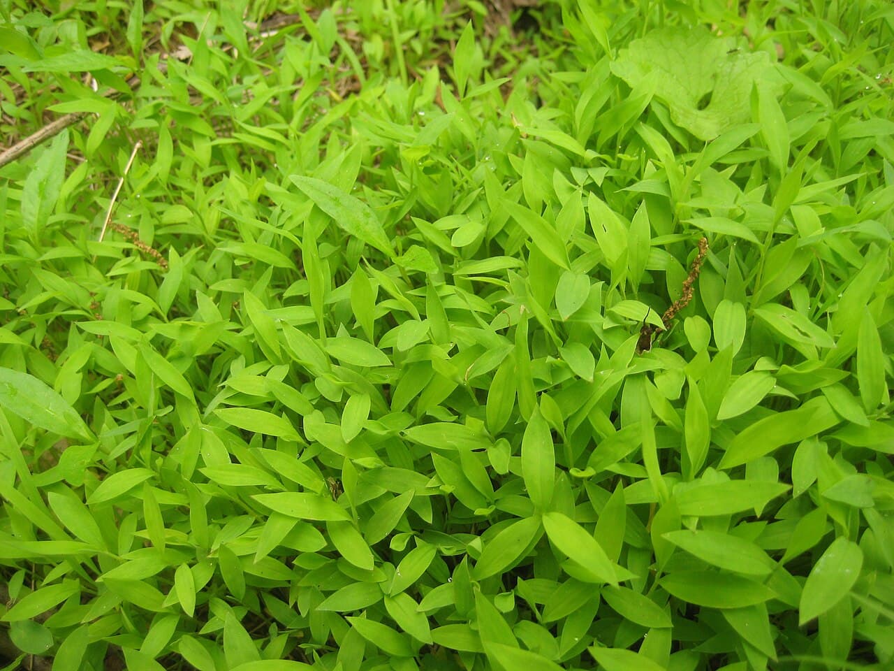 Japanese Stiltgrass (Microstegium vimineum)