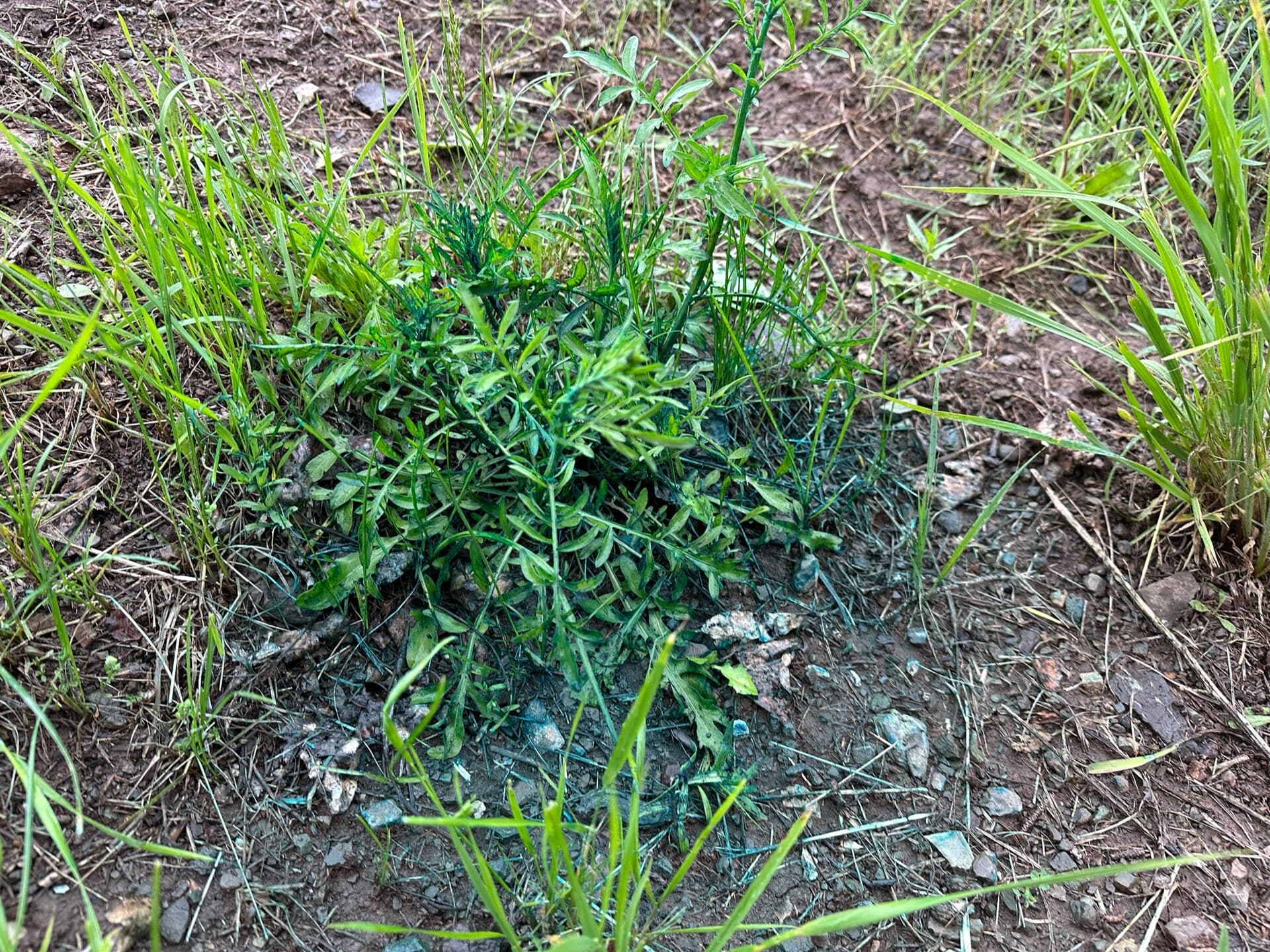 Knapweed (Spotted) (Centaurea stoebe)