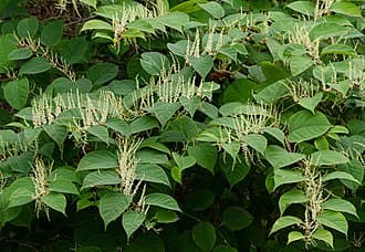 Knotweed (Japanese and Giant) (Fallopia japonica)