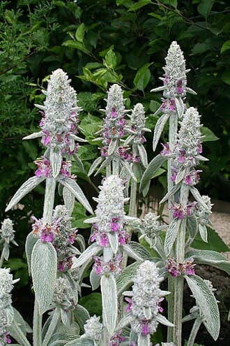 Lamb's Ear (Stachys) (Stachys byzantina)