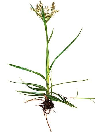 Nutsedge (Cyperus spp.)