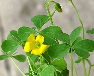 Oxalis (Yellow Wood Sorrel) (Oxalis stricta)