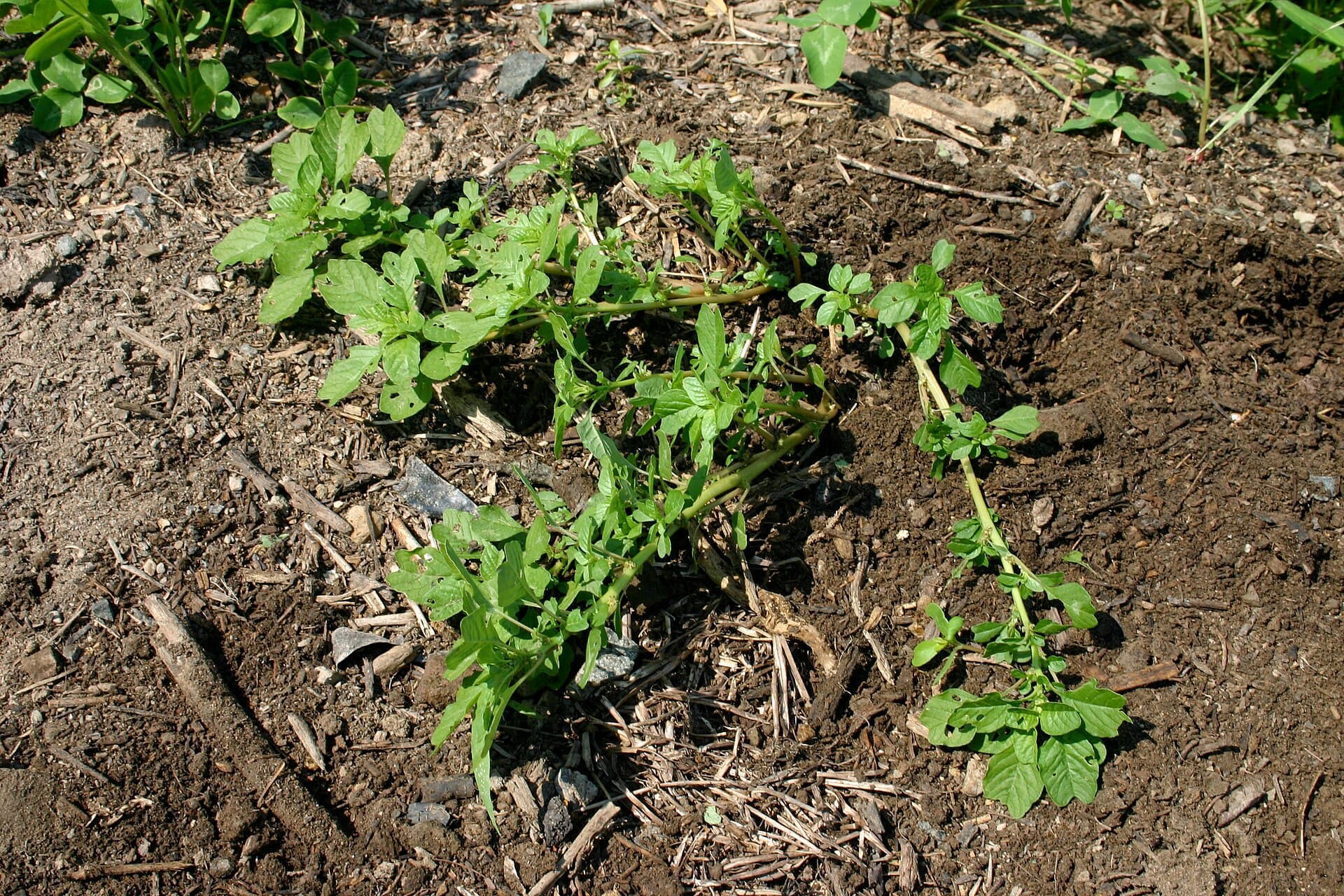 Pigweed (Prostrate and Redroot) (Amaranthus blitoides; Amaranthus retroflexus)