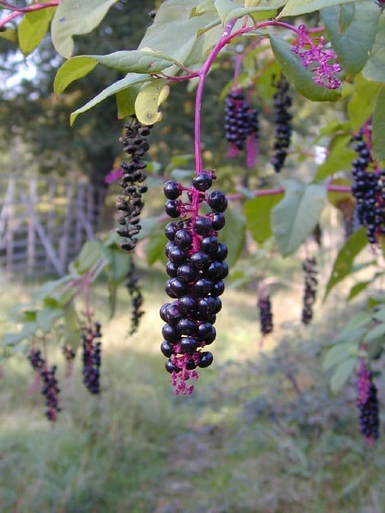 Pokeweed (Phytolacca americana)