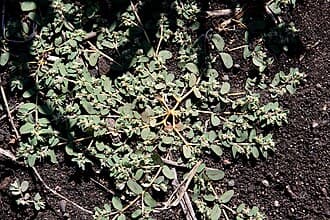 Prostrate Spurge (Euphorbia maculata)