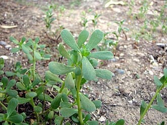 Purslane (Portulaca oleracea)