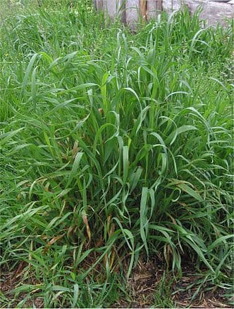 Quackgrass (Couch Grass)