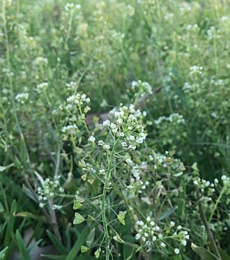 Shepherd's Purse (Capsella bursa-pastoris)