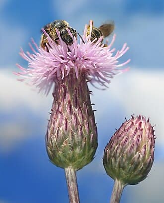 Thistle (Canada and Bull) (Cirsium arvense)