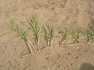 Torpedograss (Panicum repens)