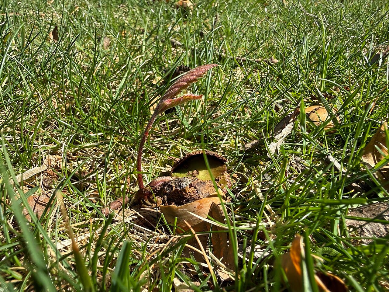 Tree & Shrub Seedlings (Acer negundo, Prunus sp., Gymnocladus dioicus, Elaeagnus sp., Forsythia sp.)