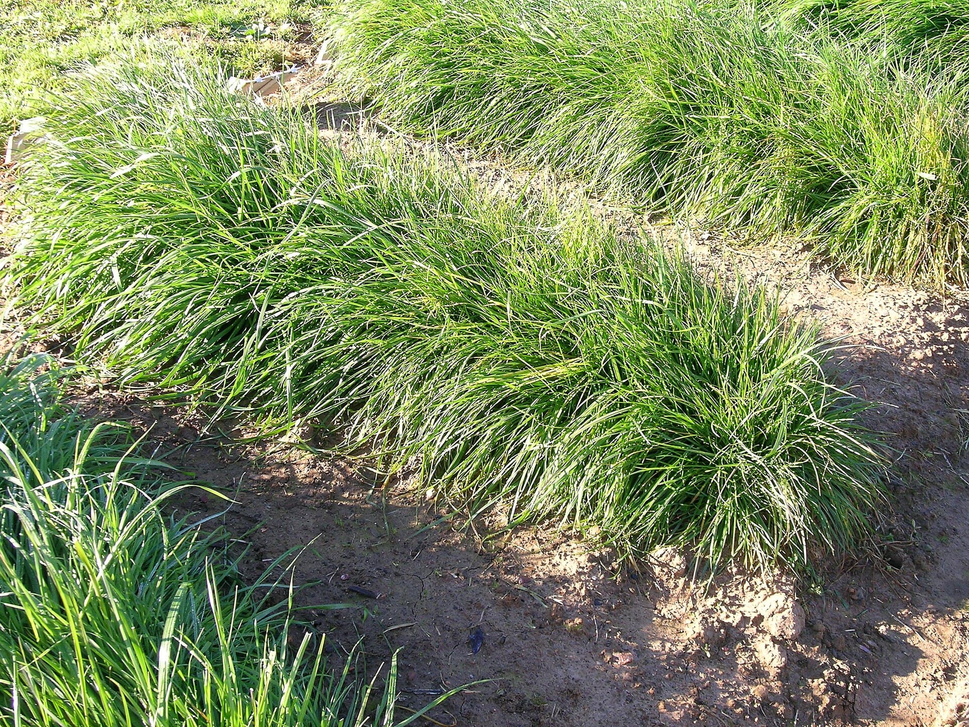 Unwanted Lawn Grasses (Ryegrass, Bentgrass, St. Augustine) (Lolium spp., Agrostis stolonifera, Stenotaphrum secundatum)
