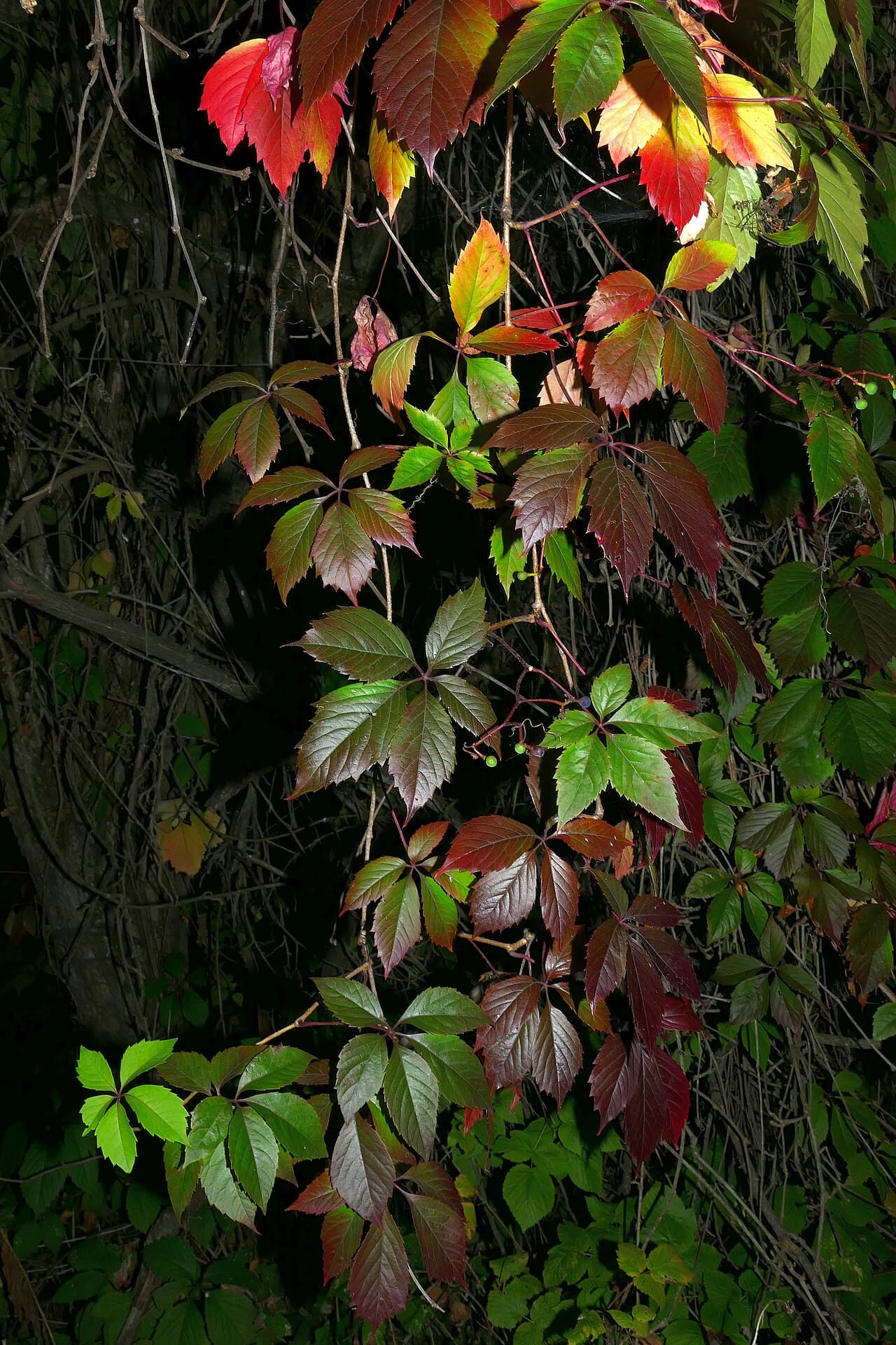 Virginia Creeper