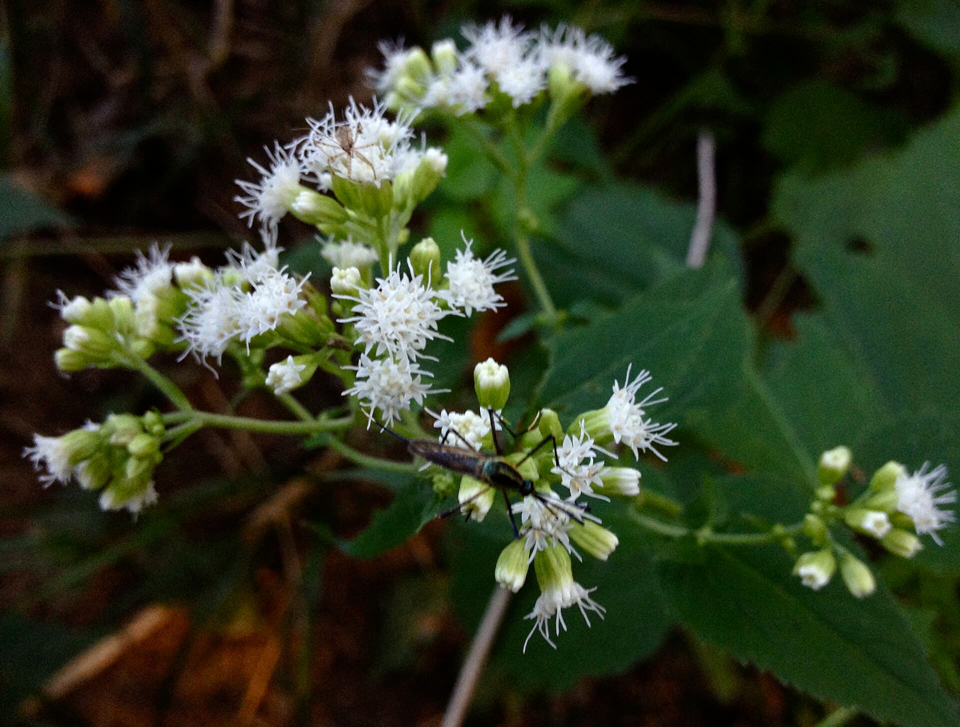 White Snakeroot (Ageratina altissima)